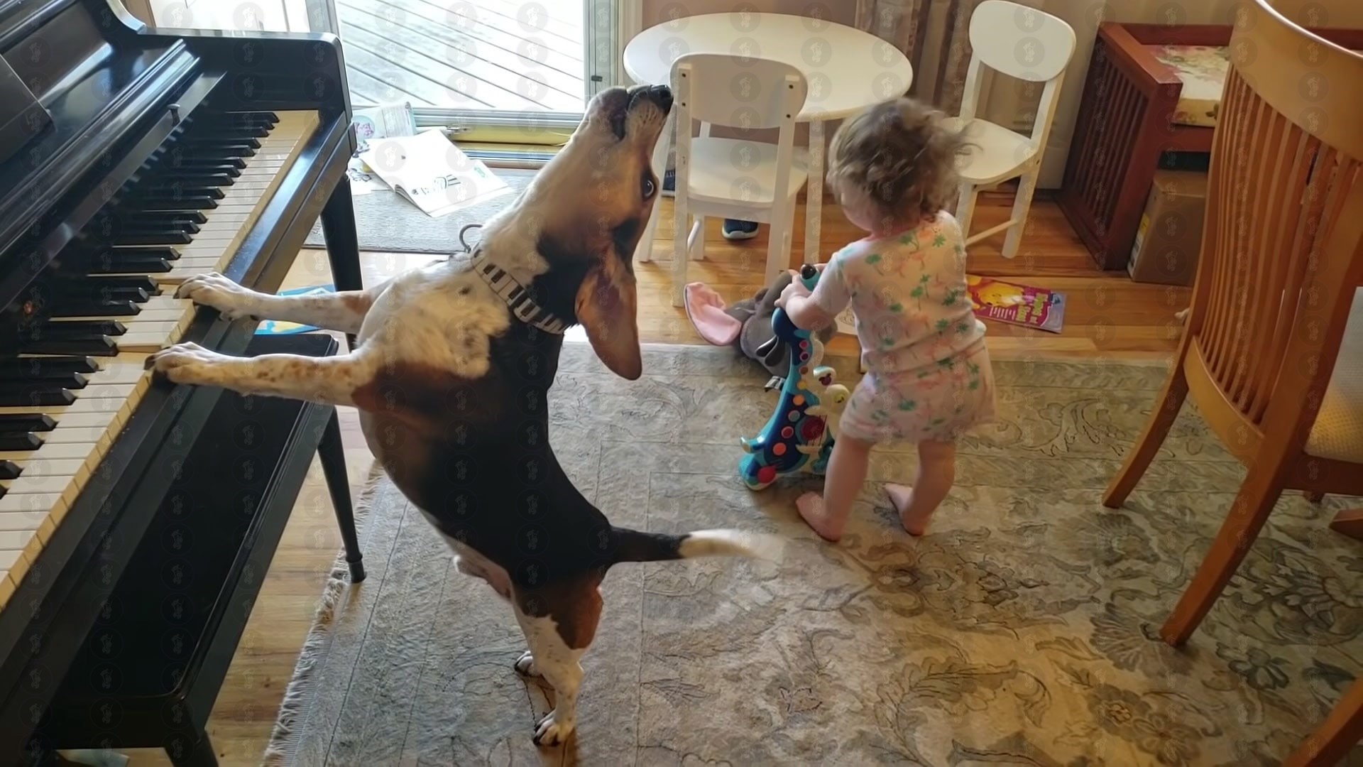 Which is the most musical animals